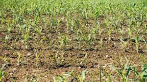 नकली खाद का जाल, संकट में किसान, सत्ता और प्रशासन में छाया सन्नाटा