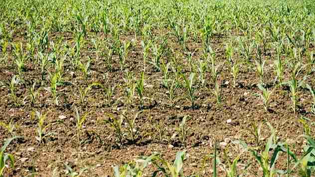 नकली खाद का जाल, संकट में किसान, सत्ता और प्रशासन में छाया सन्नाटा