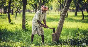 पेड़ तुम्हारे, ज़मीन तुम्हारी, फिर भी पूछो सरकार से कि काट सकते हो या नहीं!