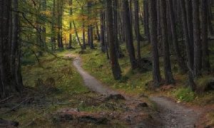 क्या आपने कभी सोचा? पगडंडी में छिपी हैं जीवन जीने की अद्भुत सीखें